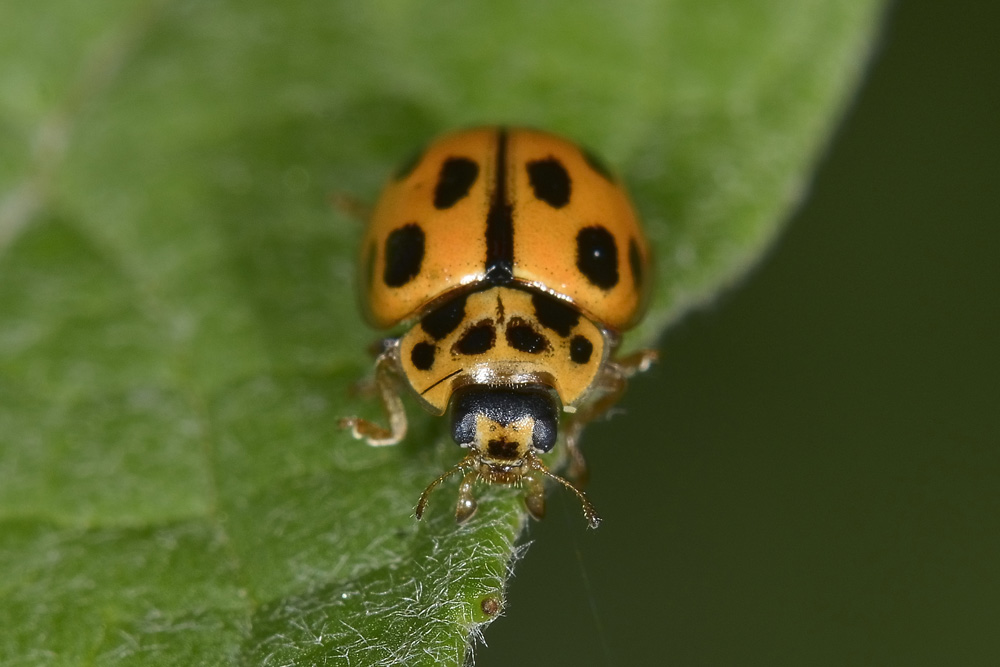 Coccinellidae: Propylea quatuordecimpunctata? S.